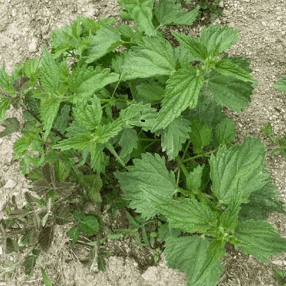 Greek Organic Nettle - 19.5g - Symbeeosis - Greek Flavours