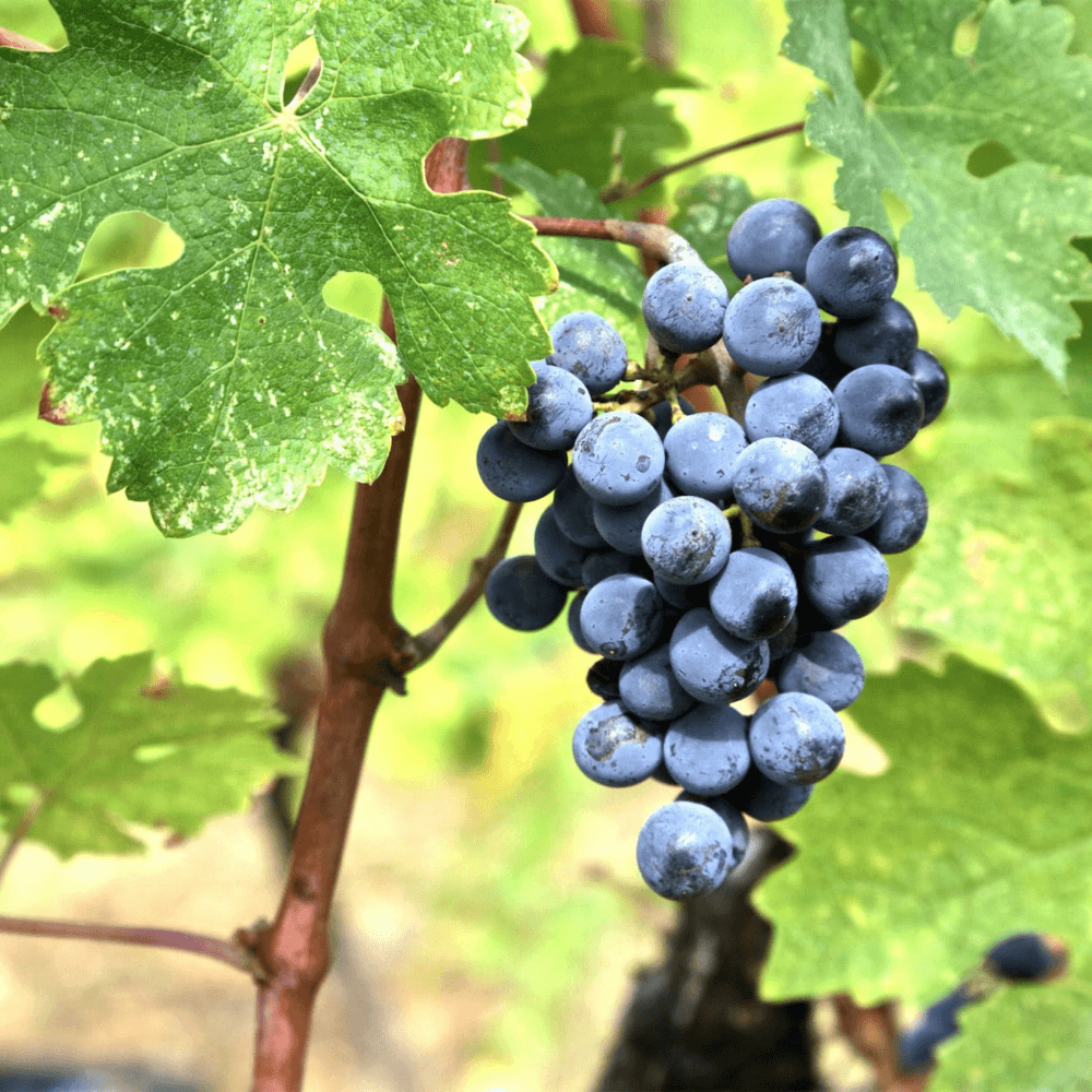 Tsipouro without anise Babatzim - 700ml - Greek Flavours