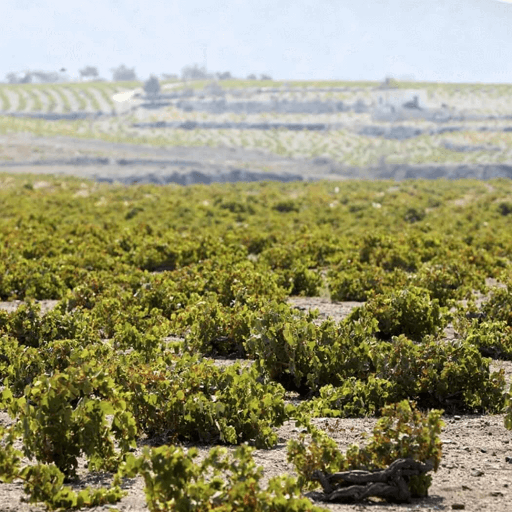 White Assyrtiko Santorini PDO 750ml - Estate Argyros - Greek Flavours