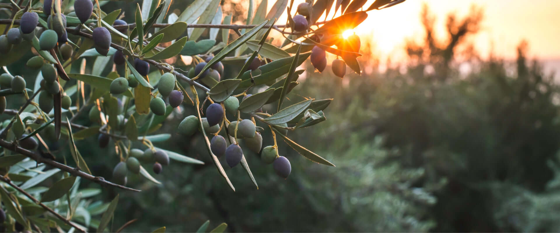 Greek Olives and EVOO