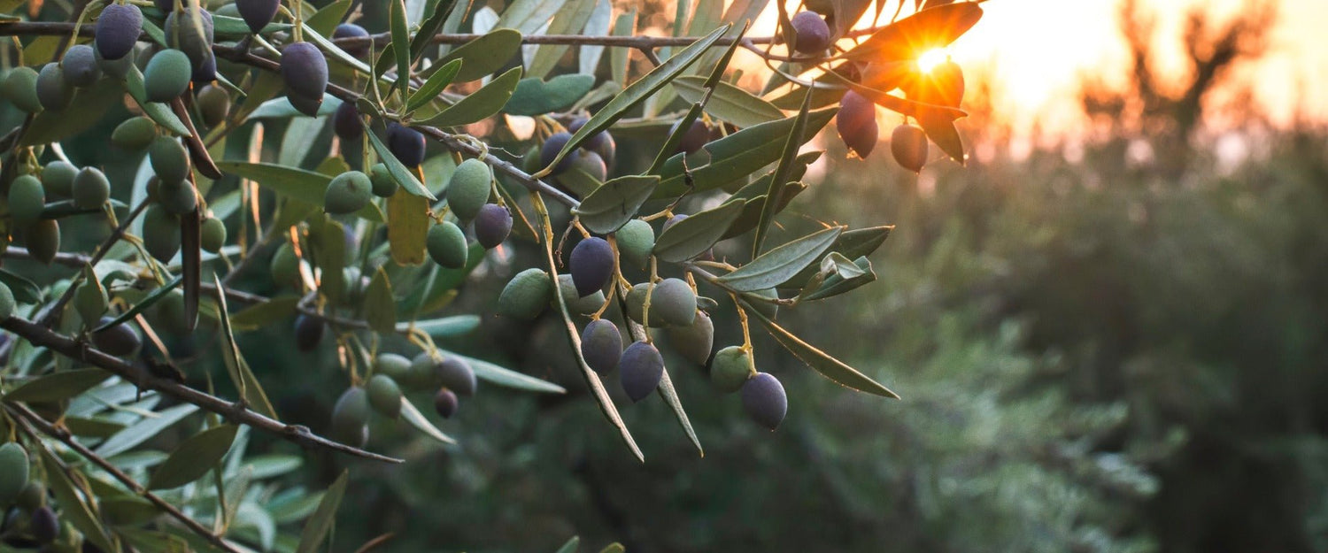 Taste of Peloponnese - Greek Flavours