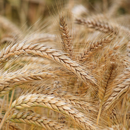 Greek-Grocery-Greek-Products-cretan-wheat-dakos-rusks-500g