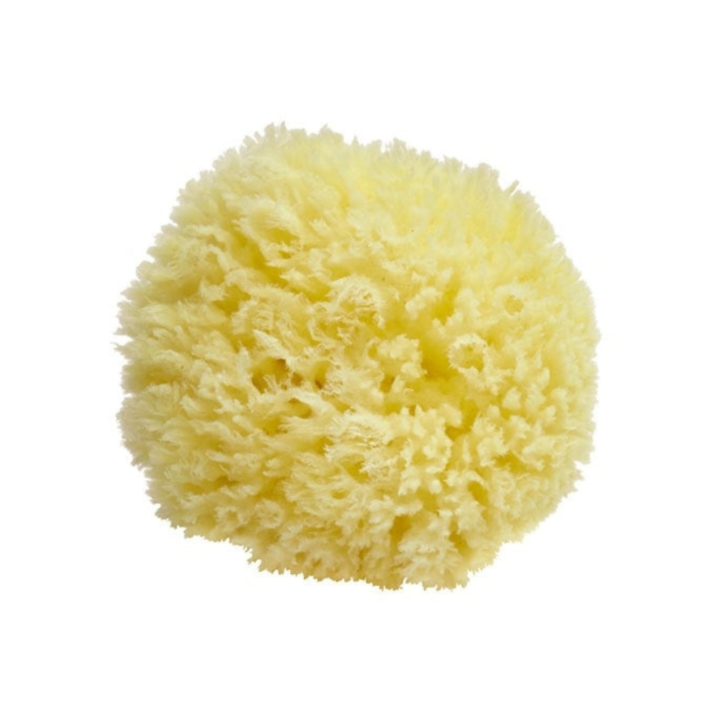 Hypoallergenic marine sponge 10CM