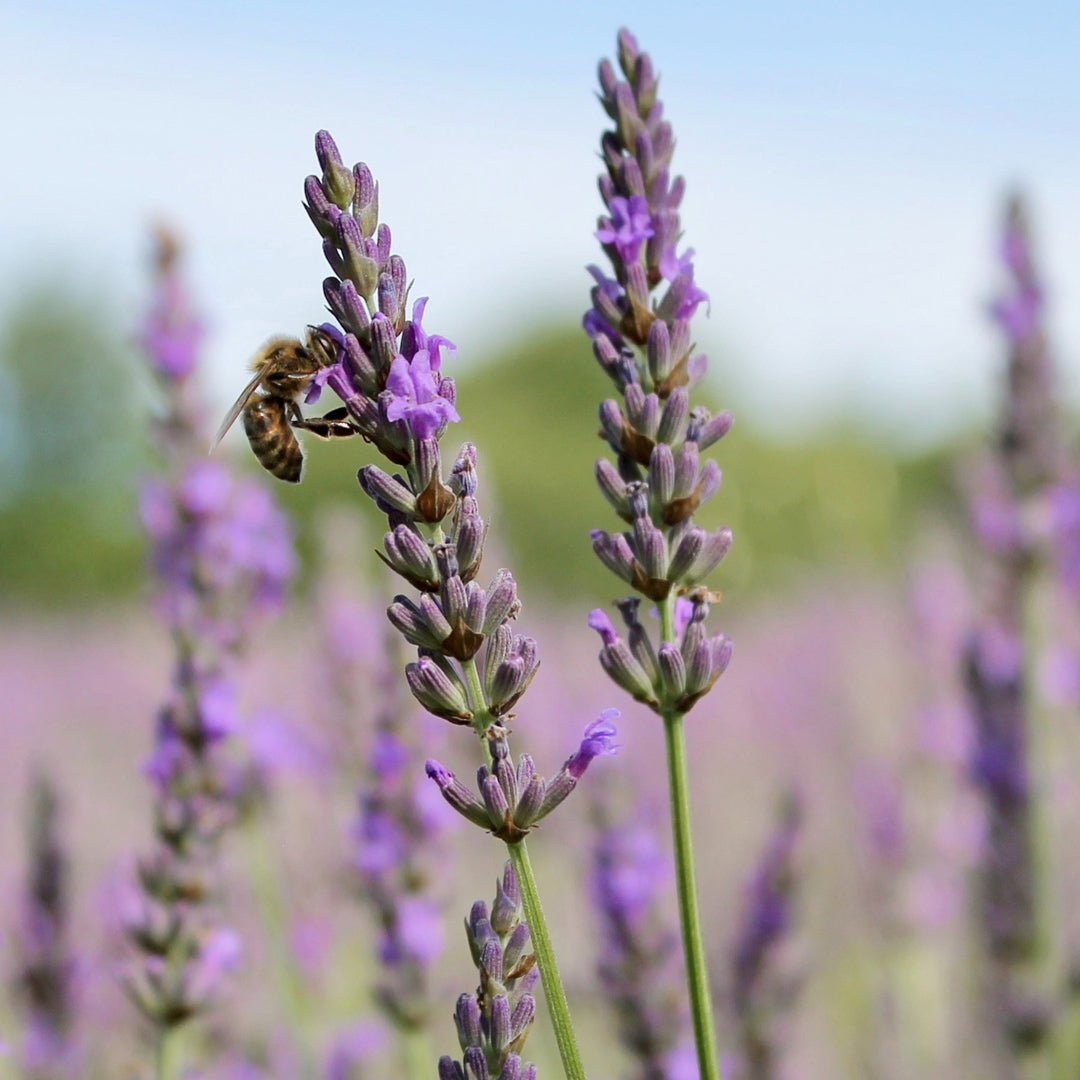greek lavender plant Greek Organic Mountain Tea and Lavender