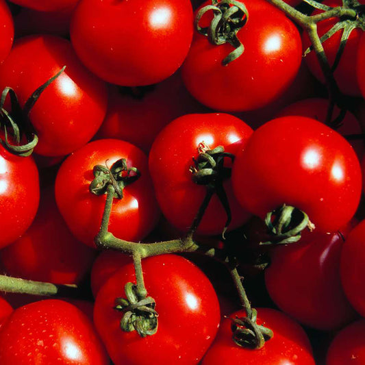 Tomates crétoises BIO - 1kg