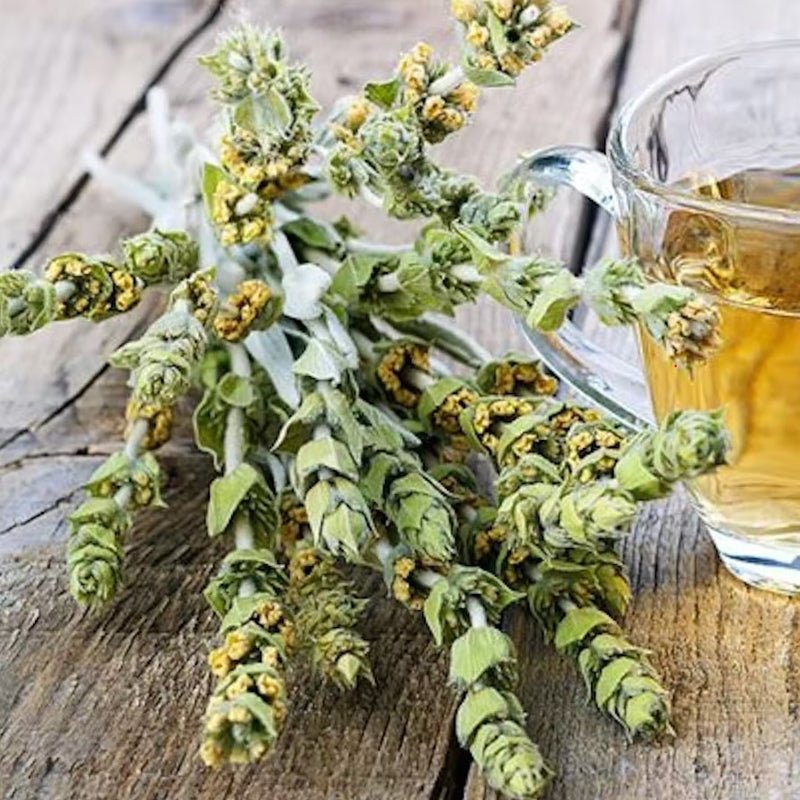 Greek Mountain Tea: healthy benefits and secrets of wild Sideritis